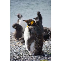 Close-up of young man
