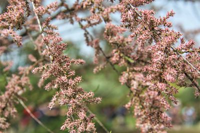 Close-up of pink cherry blossoms in spring