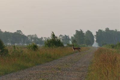 Deer looking back after crossing a path btween to field. vestamager nature reserve.,copenhagen.