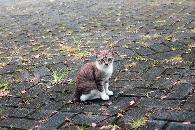 Portrait of cat sitting on street