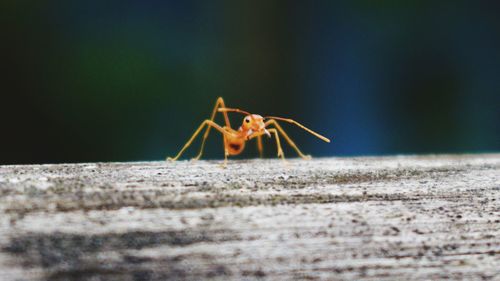 Close-up of ant