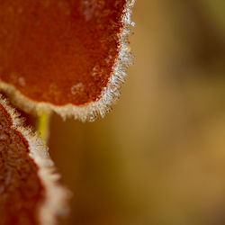 Close-up of frozen plant