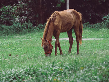 Horse grazing in a field