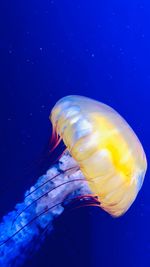 Close-up of jellyfish swimming in sea