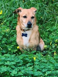 Portrait of dog on field