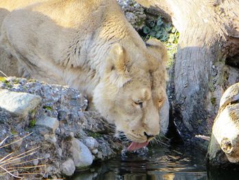 Close-up of lion in lake