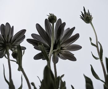 Close-up of flowers against clear sky