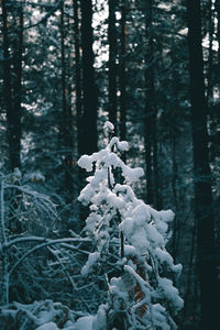 Close-up of snow in forest during winter