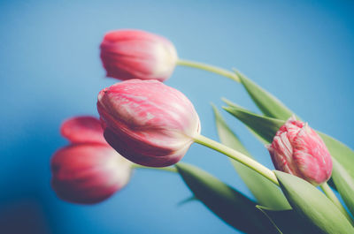 Close-up of pink flowers against blue background