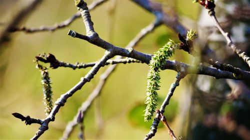 Close-up of plant on branch