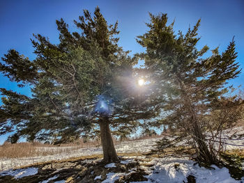 Sunlight streaming through trees during winter