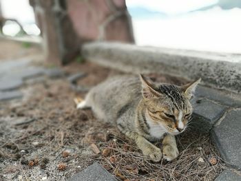 Cat resting