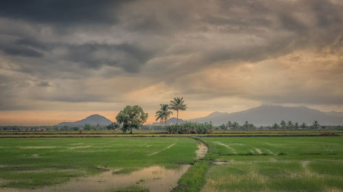 Scenic view of agricultural field against sky