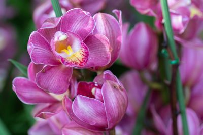 Close-up of pink flowering plant