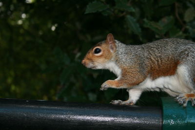 Close-up of squirrel