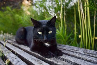 Portrait of black cat