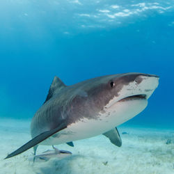 Close-up of a fish in sea