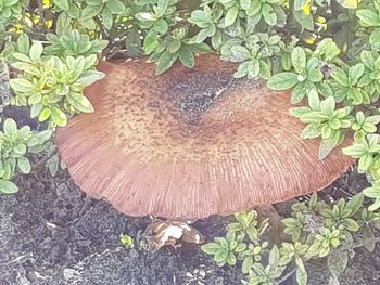 High angle view of mushroom growing on tree stump