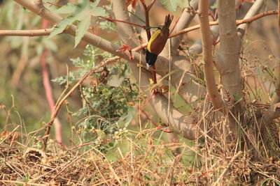 Close-up of tree branches