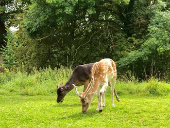 Horse grazing on field