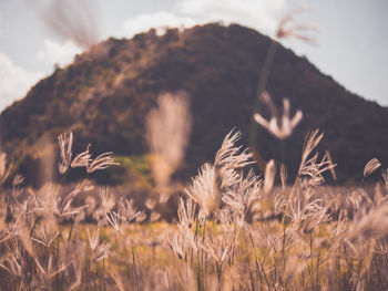 Close-up of plants growing on field against sky