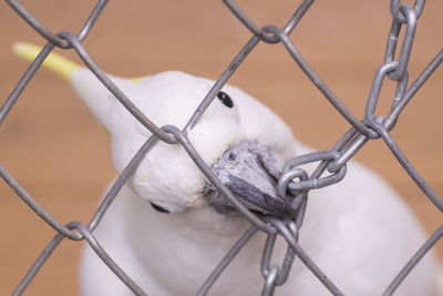 Close-up of cockatoo wire on chainlink fence