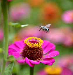 Close-up of bee pollinating on pink flower