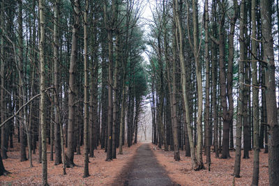 Footpath amidst trees in forest