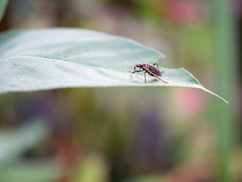 Photo of black insect on green leaf.