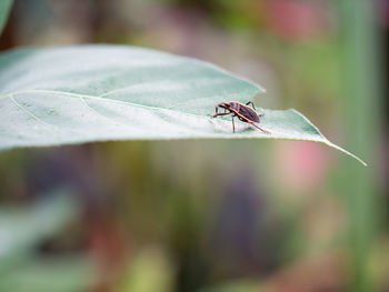 Close-up of insect on plant