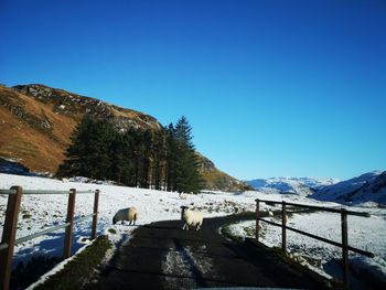 View of a horse on snow covered mountain