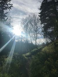 Low angle view of trees in forest