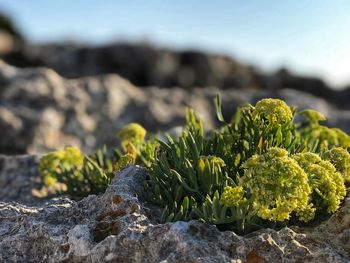 Close-up of moss growing on rock