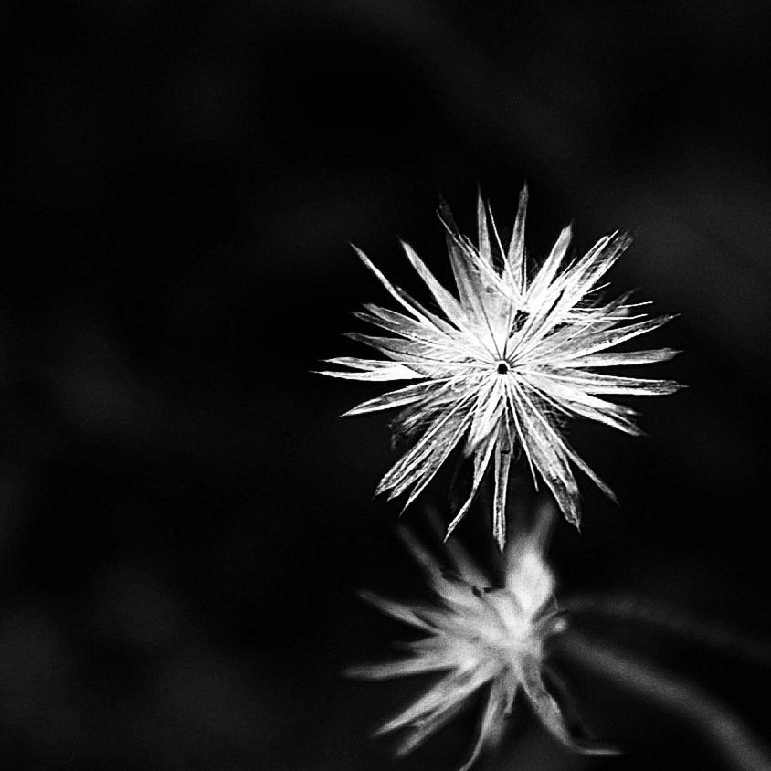 flower, fragility, freshness, growth, flower head, beauty in nature, dandelion, close-up, nature, focus on foreground, plant, single flower, stem, wildflower, petal, blooming, softness, selective focus, in bloom, outdoors