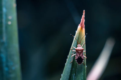 Close-up of insect on leaf