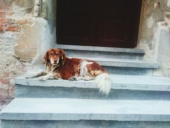 Stray dog lying down on steps against closed door