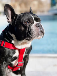 Close-up of a dog looking away