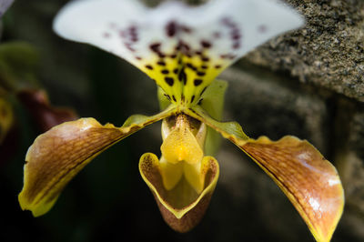 Close-up of yellow flower blooming outdoors
