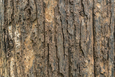 Full frame shot of tree trunk