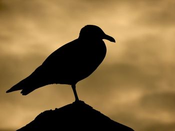 Low angle view of silhouette bird perching on rock against sky