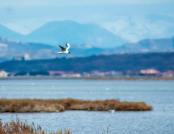 Seagull flying over sea against sky