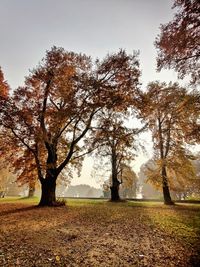 Trees on field against sky during autumn