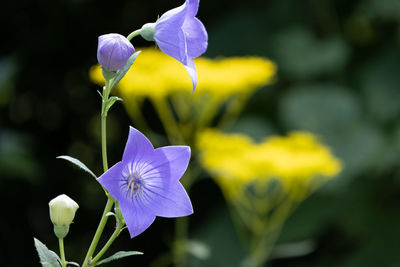 flowering plant