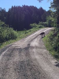 Road along trees