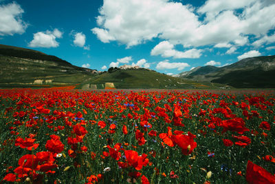 Red poppy flowers growing on land against sky