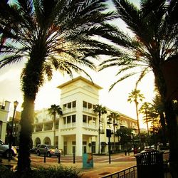 Palm trees in city