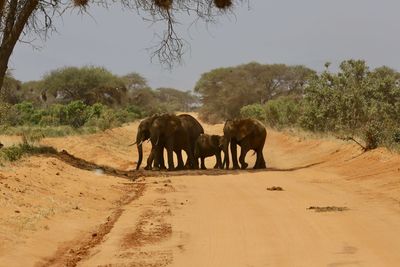 Elephant walking on sand against sky