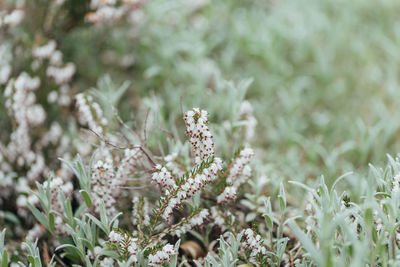 Close-up of flowering plant on field