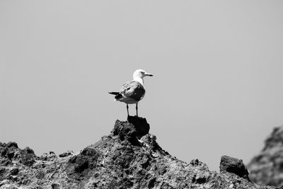 Low angle view of seagull perching on rock against clear sky