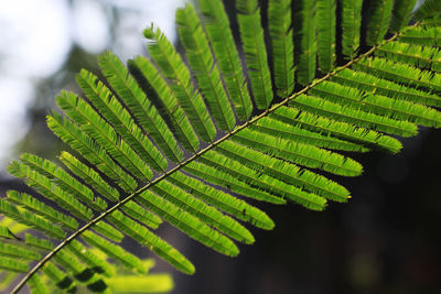 Close-up of fern leaves